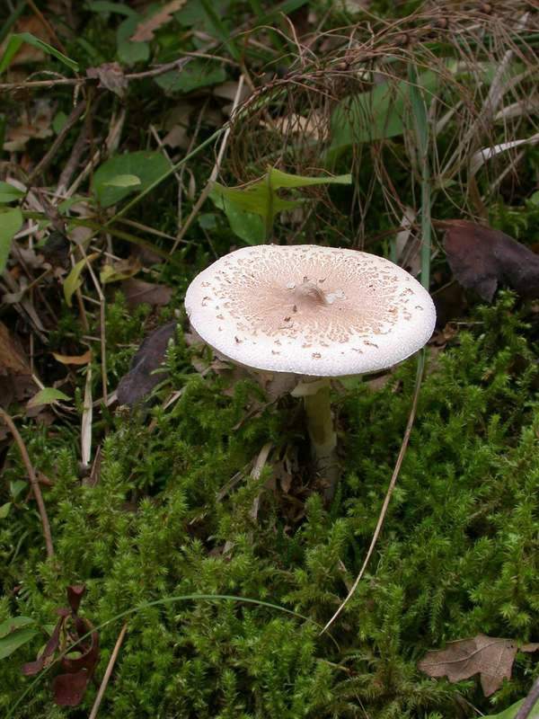 Macrolepiota mastoidea